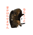 とらねこ りーべの日常（個別スタンプ：17）