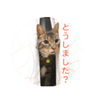 とらねこ りーべの日常（個別スタンプ：18）