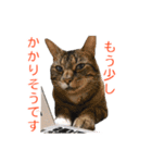 とらねこ りーべの日常（個別スタンプ：19）