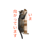 とらねこ りーべの日常（個別スタンプ：20）