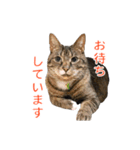 とらねこ りーべの日常（個別スタンプ：21）