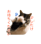 とらねこ りーべの日常（個別スタンプ：22）