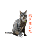とらねこ りーべの日常（個別スタンプ：23）