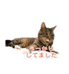とらねこ りーべの日常（個別スタンプ：24）