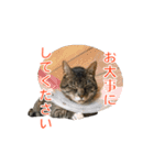 とらねこ りーべの日常（個別スタンプ：25）