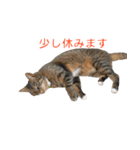 とらねこ りーべの日常（個別スタンプ：26）