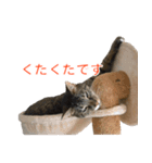 とらねこ りーべの日常（個別スタンプ：27）