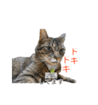 とらねこ りーべの日常（個別スタンプ：28）