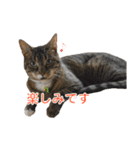 とらねこ りーべの日常（個別スタンプ：29）