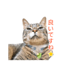 とらねこ りーべの日常（個別スタンプ：30）