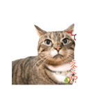 とらねこ りーべの日常（個別スタンプ：31）