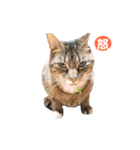 とらねこ りーべの日常（個別スタンプ：32）