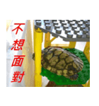 Tortoise-Family 2（個別スタンプ：2）
