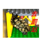 Tortoise-Family 2（個別スタンプ：3）