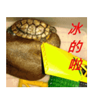 Tortoise-Family 2（個別スタンプ：4）