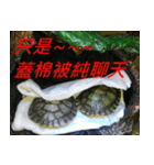 Tortoise-Family 2（個別スタンプ：6）