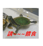 Tortoise-Family 2（個別スタンプ：7）