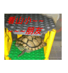Tortoise-Family 2（個別スタンプ：8）