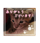 表情豊かな猫ちゃん達。3（個別スタンプ：11）