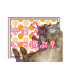 表情豊かな猫ちゃん達。3（個別スタンプ：17）