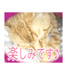 表情豊かな猫ちゃん達。3（個別スタンプ：25）