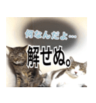 表情豊かな猫ちゃん達。3（個別スタンプ：32）