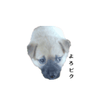 愛犬たちのスタンプ（個別スタンプ：3）