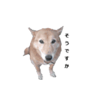 愛犬たちのスタンプ（個別スタンプ：4）