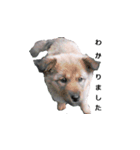 愛犬たちのスタンプ（個別スタンプ：6）