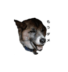 愛犬たちのスタンプ（個別スタンプ：7）