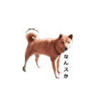 愛犬たちのスタンプ（個別スタンプ：8）