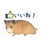 るーくんとかるくん2（個別スタンプ：13）