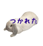 るーくんとかるくん2（個別スタンプ：14）