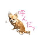 チワワのエブリデイ2（個別スタンプ：4）