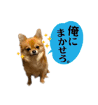 チワワのエブリデイ2（個別スタンプ：14）