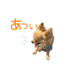 チワワのエブリデイ2（個別スタンプ：21）