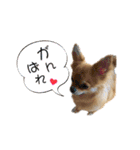 チワワのエブリデイ2（個別スタンプ：24）