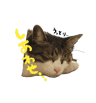 デジ（個別スタンプ：38）