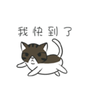 stray cat Fei Fei（個別スタンプ：7）