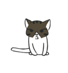 stray cat Fei Fei（個別スタンプ：12）