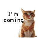 Fat Cat Save World(Ver. English)（個別スタンプ：1）