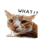 Fat Cat Save World(Ver. English)（個別スタンプ：2）