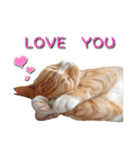 Fat Cat Save World(Ver. English)（個別スタンプ：4）