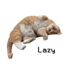Fat Cat Save World(Ver. English)（個別スタンプ：5）