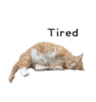 Fat Cat Save World(Ver. English)（個別スタンプ：6）