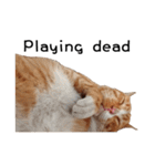 Fat Cat Save World(Ver. English)（個別スタンプ：7）