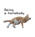 Fat Cat Save World(Ver. English)（個別スタンプ：9）