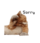 Fat Cat Save World(Ver. English)（個別スタンプ：11）