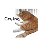 Fat Cat Save World(Ver. English)（個別スタンプ：13）