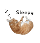 Fat Cat Save World(Ver. English)（個別スタンプ：15）